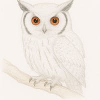 Owl.mさんのプロフィールアイコン