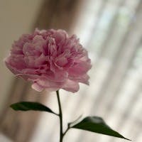 MISAKOさんのプロフィールアイコン