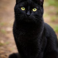 黒房さんのプロフィールアイコン