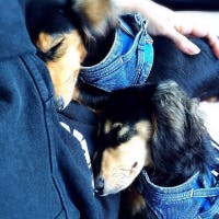 aoimoさんのプロフィールアイコン