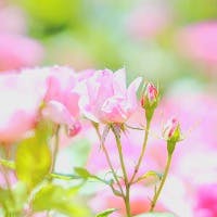 Keiko Kさんのプロフィールアイコン