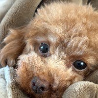 Yumimuさんのプロフィールアイコン