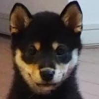 みかんさんのプロフィールアイコン