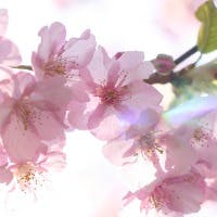 花さんのプロフィールアイコン