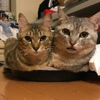 アンジェラ猫さんのプロフィールアイコン