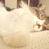 麻衣子さんのプロフィールアイコン