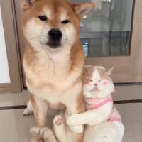 ひっころさんのプロフィールアイコン