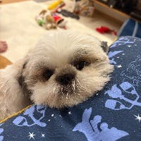 スマイルメロディさんのプロフィールアイコン