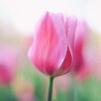 Irisさんのプロフィールアイコン