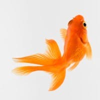 Hanakoさんのプロフィールアイコン