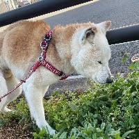 酒向　幸さんのプロフィールアイコン