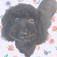 hinagikuさんのプロフィールアイコン