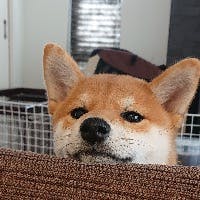 まこさんのプロフィールアイコン