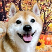 せんは君さんのプロフィールアイコン