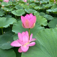 hayakawa.cさんのプロフィールアイコン