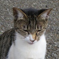 まゆこさんのプロフィールアイコン