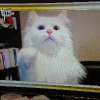 ちゃーさんのプロフィールアイコン