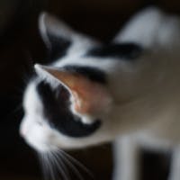 しーさんです（仮称）さんのプロフィールアイコン