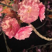 矢部朋子さんのプロフィールアイコン