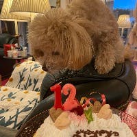 candymoonさんのプロフィールアイコン