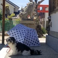 SIOMIOさんのプロフィールアイコン