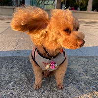 いたるさんのプロフィールアイコン