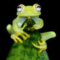 カワズさんのプロフィールアイコン