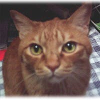 にっきさんのプロフィールアイコン