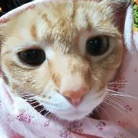 れい子さんのプロフィールアイコン