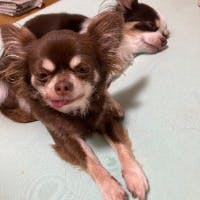 appaleさんのプロフィールアイコン