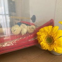 みーさんのプロフィールアイコン
