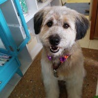 弟子丸　愛世さんのプロフィールアイコン