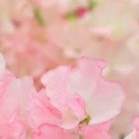 Rumiさんのプロフィールアイコン