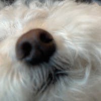 Syuzukiさんのプロフィールアイコン