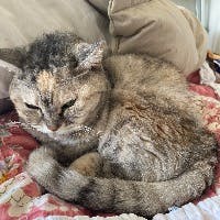 ねこさんのプロフィールアイコン