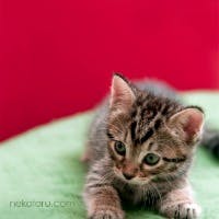 felineさんのプロフィールアイコン
