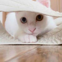 黒部　理恵子さんのプロフィールアイコン