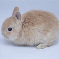 みみぃさんのプロフィールアイコン