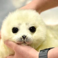 ツナさんのプロフィールアイコン