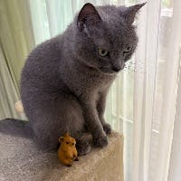 Ririさんのプロフィールアイコン