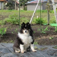 よっちゃんさんのプロフィールアイコン