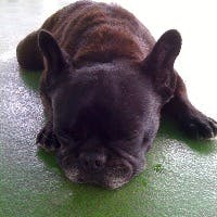 ぽちこうさんのプロフィールアイコン