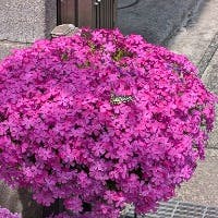 ゆきさんのプロフィールアイコン