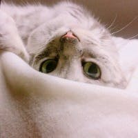 Mimippyさんのプロフィールアイコン