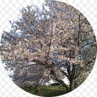 Kasuyaさんのプロフィールアイコン