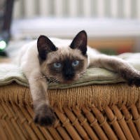 シャム猫084さんのプロフィールアイコン