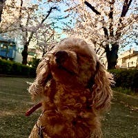 ake_hapさんのプロフィールアイコン