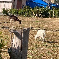 aokoさんのプロフィールアイコン