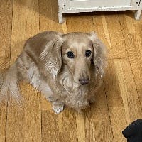 にこにのさんのプロフィールアイコン