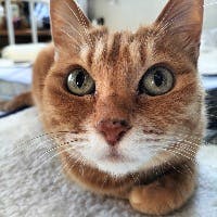 金丸　健一さんのプロフィールアイコン